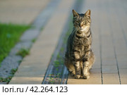 Hungry tabby gray, white cat sitting on the sidewalk, city street. Cat looking into the camera. He frowned. Closeup photography. Frontal view. Defocused bright background. Стоковое фото, фотограф YuryKara / Фотобанк Лори