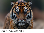 Portrait of a Fearsome Tiger: The Power and Majesty of the Wild. Стоковое AI-изображение, AI-художник Юрий Поздников / Фотобанк Лори