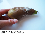 The pear became moldy. A mold or mould. The dust-like, colored appearance of molds is due to the formation of spores containing fungal secondary metabolites. Perishable food products. White background. Стоковое фото, фотограф Юлия Петровская / Фотобанк Лори