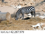 Burchell's zebra (Equus quagga burchellii) in the zoo enclosure. Стоковое фото, фотограф Irina Opachevsky / Фотобанк Лори
