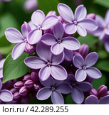 Syringa flowering woody plants in the olive family or Oleaceae called lilac. The flowers grow in large panicles and have a strong fragrance. Advertising of perfume, deodorizing and flavoring products. Стоковое AI-изображение, AI-художник Юлия Петровская / Фотобанк Лори