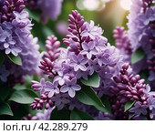 Syringa flowering woody plants in the olive family or Oleaceae called lilac. The flowers grow in large panicles and have a strong fragrance. Advertising of perfume, deodorizing and flavoring products. Стоковое AI-изображение, AI-художник Юлия Петровская / Фотобанк Лори