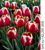 tulip Tulipa bulbous herbs in lily family Liliaceae. Tulips garden flowers cultivars and varieties. Flowers delicate bright reddish red color. Beautiful buds. Landscaping. Variety hybrids. Flower bed. Стоковое AI-изображение, AI-художник Юлия Петровская / Фотобанк Лори