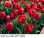 tulip Tulipa bulbous herbs in lily family Liliaceae. Tulips garden flowers cultivars and varieties. Flowers delicate bright reddish red color. Beautiful buds. Landscaping. Variety hybrids. Flower bed. Стоковое AI-изображение, AI-художник Юлия Петровская / Фотобанк Лори