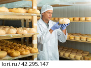Cheesemaker checking aging process of cheese in maturing chamber. Стоковое фото, фотограф Яков Филимонов / Фотобанк Лори