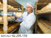 Cheesemaker checking aging process of cheese in maturing chamber. Стоковое фото, фотограф Яков Филимонов / Фотобанк Лори