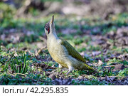Зеленый дятел Picus viridis. Стоковое фото, фотограф Владимир Глинский / Фотобанк Лори