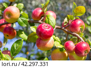 Ripe red apples on an apple tree branch on a sunny summer day. Rich harvest of fruits in the garden. Стоковое фото, фотограф Коханова Наталья / Фотобанк Лори