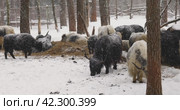 Domestic yaks walk around the yard in winter during snowfall. Стоковое видео, видеограф Сергей Чайко / Фотобанк Лори