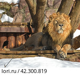 Portrait of formidable and scary lion in winter. Стоковое фото, фотограф Валерия Попова / Фотобанк Лори