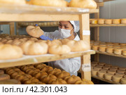 Woman cheesemaker in mask checking aging process of goat cheese. Стоковое фото, фотограф Яков Филимонов / Фотобанк Лори