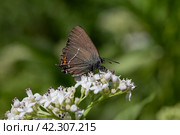 The butterfly (Satyrium ilicis) sitting on a flower close-up. Стоковое фото, фотограф Татьяна Ляпи / Фотобанк Лори