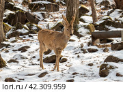Косуля в сафари парке. Стоковое фото, фотограф Павел Сапрыкин / Фотобанк Лори