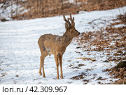 Косуля в сафари парке. Стоковое фото, фотограф Павел Сапрыкин / Фотобанк Лори