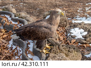 Орлан белохвост. Стоковое фото, фотограф Павел Сапрыкин / Фотобанк Лори