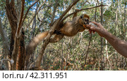 The charming Common brown lemur drinks water from a shell in a man's outstretched hand. A fluffy Eulemur albifrons, endemic to Madagascar holds onto a tree branch with its paws. Kirindy forest. (2023 год). Стоковое фото, фотограф Вера Ивановна Кубарева / Фотобанк Лори