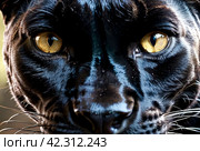 Up close and personal with black panther puma, natural habitat. Showcasing fierce and serious gaze as wild predator in exotic natural world. Animal themes wildlife concept. Copy ad text space. Gen Ai. Стоковое AI-изображение, AI-художник Aleksandr Golubev / Фотобанк Лори