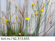 Yellow flowers on dry branches on asphalt. Стоковое фото, фотограф Аксенова Вера / Фотобанк Лори