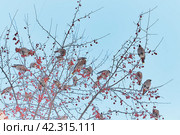 Flock of migratory waxwing birds feeding on fruits on branches of wild apple tree in winter city. Стоковое фото, фотограф Ирина Кононова / Фотобанк Лори