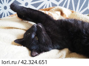 Very black cat sleeps, lying on his back and closing eyes. Nursling lazily rests on beige-brown woolen blanket at home. Pet care. Close-up of cat muzzle with long whiskers. Breeding domestic animals. Стоковое фото, фотограф Юлия Петровская / Фотобанк Лори