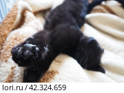 Very black cat sleeps, lying on his back and closing eyes. Nursling lazily rests on beige-brown woolen blanket at home. Pet care. Close-up of cat muzzle with long whiskers. Breeding domestic animals. Стоковое фото, фотограф Юлия Петровская / Фотобанк Лори