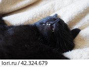 Very black cat sleeps, lying on his back and closing eyes. Nursling lazily rests on beige-brown woolen blanket at home. Pet care. Close-up of cat muzzle with long whiskers. Breeding domestic animals. Стоковое фото, фотограф Юлия Петровская / Фотобанк Лори
