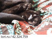 Very black cat sleeps, lying on his back and closing eyes. Nursling lazily rests on brown blanket at home. Pet care. Close-up of cat muzzle with long whiskers. Breeding domestic animals. Стоковое фото, фотограф Юлия Петровская / Фотобанк Лори