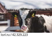 Livestock. The cow is in the pen. The concept of animal husbandry and rural life. Chipping of animals. Chips in the ears of a cow. A pet on a private eco-farm. Agricultural industry. Стоковое фото, фотограф Photojuli / Фотобанк Лори