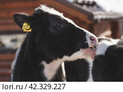 Livestock. The cow is in the pen. The concept of animal husbandry and rural life. Chipping of animals. Chips in the ears of a cow. A pet on a private eco-farm. Agricultural industry. Стоковое фото, фотограф Photojuli / Фотобанк Лори