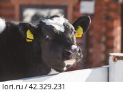 Livestock. The cow is in the pen. The concept of animal husbandry and rural life. Chipping of animals. Chips in the ears of a cow. A pet on a private eco-farm. Agricultural industry. Стоковое фото, фотограф Photojuli / Фотобанк Лори