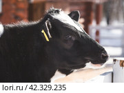 Livestock. The cow is in the pen. The concept of animal husbandry and rural life. Chipping of animals. Chips in the ears of a cow. A pet on a private eco-farm. Agricultural industry. Стоковое фото, фотограф Photojuli / Фотобанк Лори