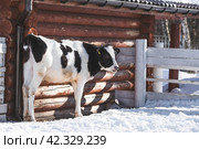 Livestock. The cow is in the pen. The concept of animal husbandry and rural life. Chipping of animals. Chips in the ears of a cow. A pet on a private eco-farm. Agricultural industry. Стоковое фото, фотограф Photojuli / Фотобанк Лори
