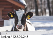 Livestock. The cow is in the pen. The concept of animal husbandry and rural life. Chipping of animals. Chips in the ears of a cow. A pet on a private eco-farm. Agricultural industry. Стоковое фото, фотограф Photojuli / Фотобанк Лори