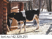 Livestock. The cow is in the pen. The concept of animal husbandry and rural life. Chipping of animals. Chips in the ears of a cow. A pet on a private eco-farm. Agricultural industry. Стоковое фото, фотограф Photojuli / Фотобанк Лори