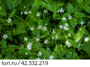 Звездчатка дубравная (Stellaria nemorum). Крохотные белые луговые цветы на фоне зелёной листвы. Крупный план. Красивый полевые цветы. Малая глубина резкости. Стоковое фото, фотограф Андрей Степанов / Фотобанк Лори
