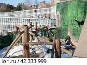 Обезьяны в Московском зоопарке (2024 год) Редакционное фото, фотограф Терехова Марина / Фотобанк Лори