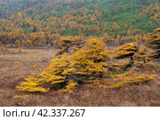 Autumn landscape. View of larch with yellow autumn needles. Low larch trees in a mountain valley. In the distance, on the slope of the mountain, there is a larch forest and thickets of dwarf pine. Стоковое фото, фотограф Андрей Степанов / Фотобанк Лори