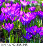 View of blooming crocuses in a clearing in the morning light. Close-up of beautiful blooming crocuses in spring. Стоковое фото, фотограф Артем Лукин / Фотобанк Лори