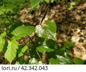 Young shiny green leaves of bindweed. Genus of grasses and shrubs of the family Convolvulus - Convolvulaceae. Close-up. Soft sunlight through the forest foliage. The effect of depth and blur. Стоковое фото, фотограф Юлия Петровская / Фотобанк Лори