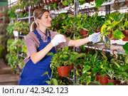 Young saleswoman arranging potted evergreen epipremnum aureum. Стоковое фото, фотограф Яков Филимонов / Фотобанк Лори