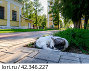 The oldest graying cat of the  the Uglich town sleeps among medieval churches. Стоковое фото, фотограф Сергей Фролов / Фотобанк Лори