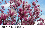 Magnolia is a large genus of flowering plant species in subfamily Magnolioideae of the family Magnoliaceae. Beautiful blooming pink white flowers and buds of magnolia. Magnolia soulangeana in garden. Стоковое видео, видеограф Юлия Петровская / Фотобанк Лори