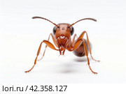 Resilient Red ant formica. Generate Ai. Стоковое AI-изображение, AI-художник Иван Рябоконь / Фотобанк Лори