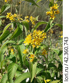 Вербейник обыкновенный (Lysimachia vulgaris) Стоковое фото, фотограф Светлана Кириллова / Фотобанк Лори