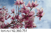 Magnolia is a large genus of flowering plant species in subfamily Magnolioideae of the family Magnoliaceae. Beautiful blooming pink white flowers and buds of magnolia. Magnolia soulangeana in garden. Стоковое видео, видеограф Юлия Петровская / Фотобанк Лори