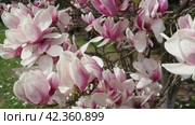 Magnolia is a large genus of flowering plant species in subfamily Magnolioideae of the family Magnoliaceae. Beautiful blooming pink white flowers and buds of magnolia. Magnolia soulangeana in garden. Стоковое видео, видеограф Юлия Петровская / Фотобанк Лори