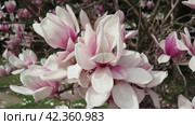 Magnolia is a large genus of flowering plant species in subfamily Magnolioideae of the family Magnoliaceae. Beautiful blooming pink white flowers and buds of magnolia. Magnolia soulangeana in garden. Стоковое видео, видеограф Юлия Петровская / Фотобанк Лори