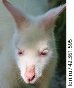 Photography of white kangaroo. Bennett's wallaby in sunny summer. Portrait. High resolution image. Стоковое фото, фотограф YuryKara / Фотобанк Лори