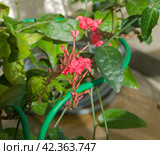 Цветы свинчатки индийской (Plumbago indica) Стоковое фото, фотограф Сергей Рыбин / Фотобанк Лори