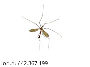 Tipulidae. Large mosquito. Стоковое фото, фотограф Винокуров Александр / Фотобанк Лори